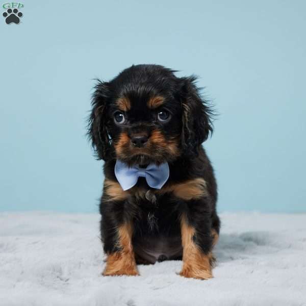 Cody, Cavalier King Charles Spaniel Puppy